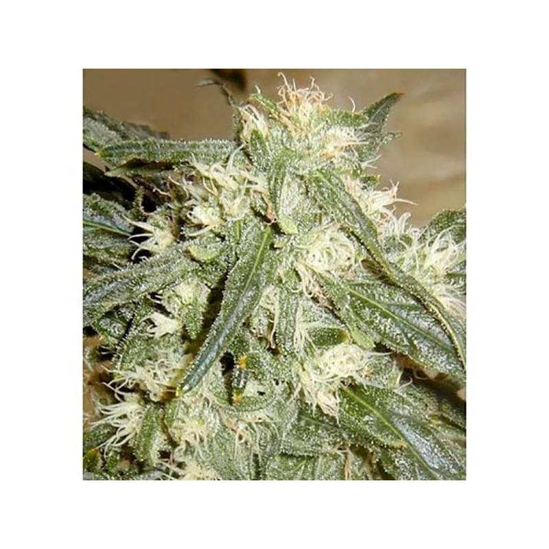Northern Light Autofloreciente Feminizada de Bulk Seeds Bank