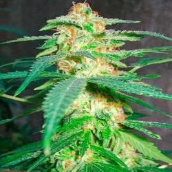 Green Poison Feminizada de Sweet Seeds