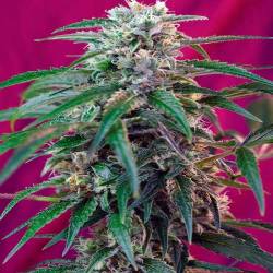 Green Poison Autofloreciente Feminizada de Sweet Seeds