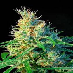 Psicodelicia Feminizada de Sweet Seeds
