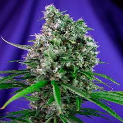 Sweet Trainwreck Autofloreciente Feminizada de Sweet Seeds