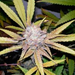 Melon Gum Autofloreciente Feminizada de Dr Underground