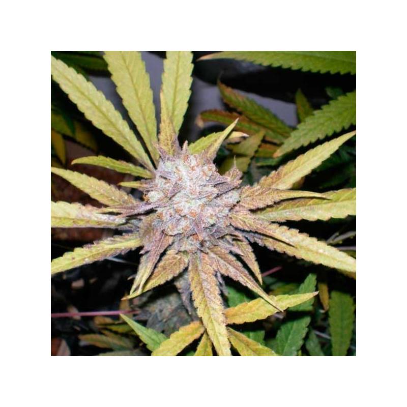 Melon Gum Autofloreciente Feminizada de Dr Underground