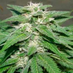 King Kong Feminizada de Dr Underground