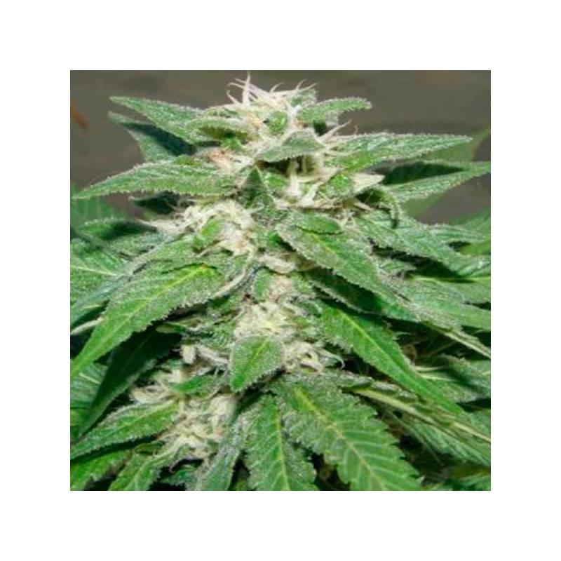 King Kong Feminizada de Dr Underground