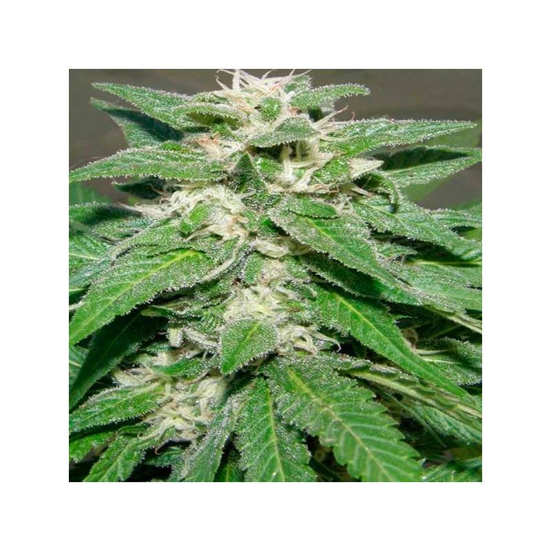 Kong 47 Feminizada de Dr Underground