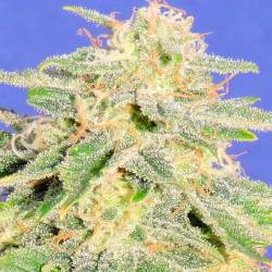 Jh Autofloreciente Feminizada de Original Sensible