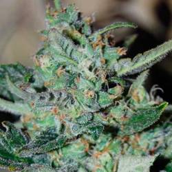 Skunk Autofloreciente Feminizada de Original Sensible