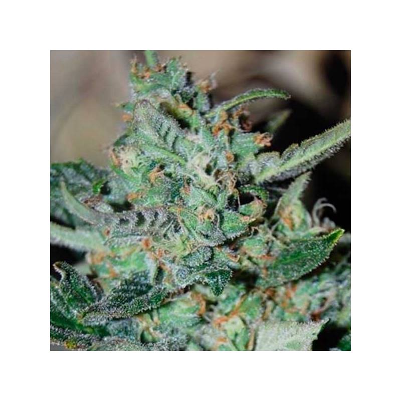 Skunk Autofloreciente Feminizada de Original Sensible