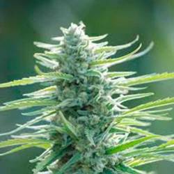 Pure Africa Feminizada de Original Sensible