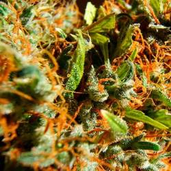 Californian Orange Feminizada de Dutch Passion