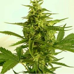 Critical Hog Autofloreciente Feminizada de T.H. Seeds