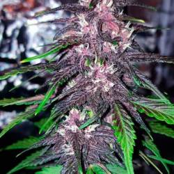 Blackberry Feminizadas de Fastbuds Seeds