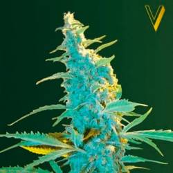 Ultra Power Plant Feminizada de Victory Seeds