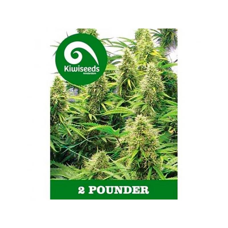 2 Pounder Feminizada de Kiwi Seeds