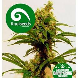 Cheese X Haze Feminizada de Kiwi Seeds