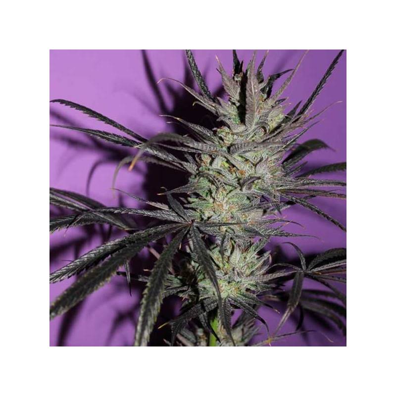 Fruty M.mas Feminizada de Bcn Seeds