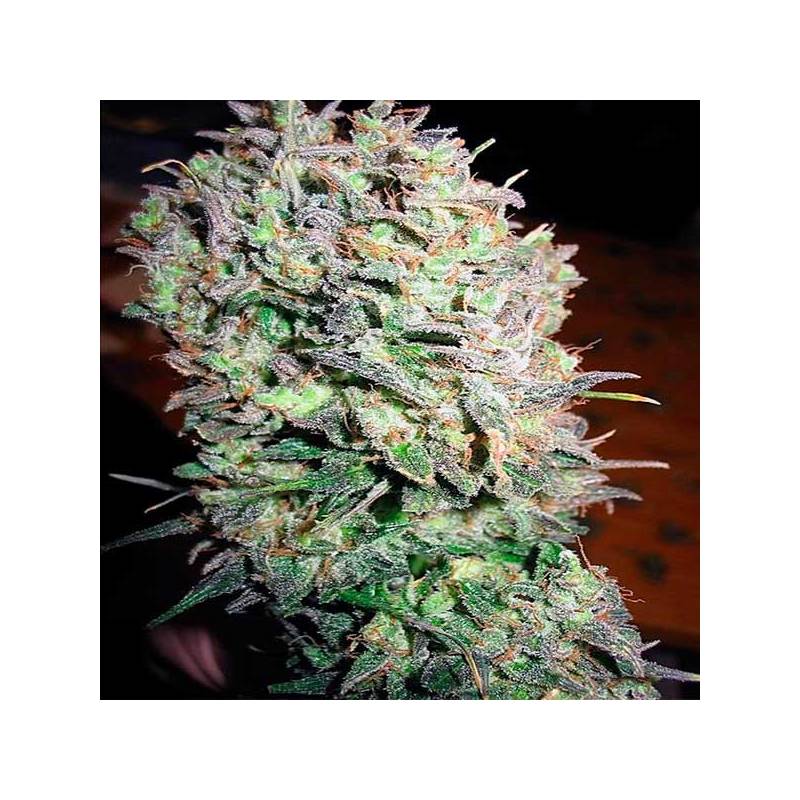 Nacho's Bud Feminizada de Bcn Seeds