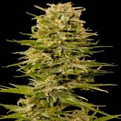 Custom X Autofloreciente Feminizada de Pure Seeds