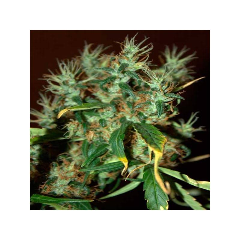 Mango Haze Feminizada de CBD Crew Seeds