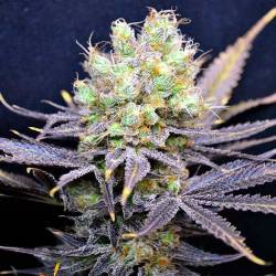 Nordle Feminizada Feminizada de CBD Crew Seeds