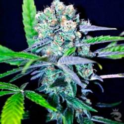 Indica Mix CBD Feminizada de CBD Crew Seeds