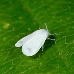 Insecticidas para Mosca Blanca