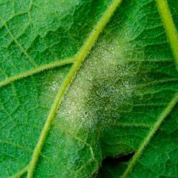 Fungicidas para Mildiu