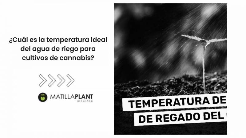 ¿Cuál es la temperatura ideal del agua de riego para cultivos de cannabis?