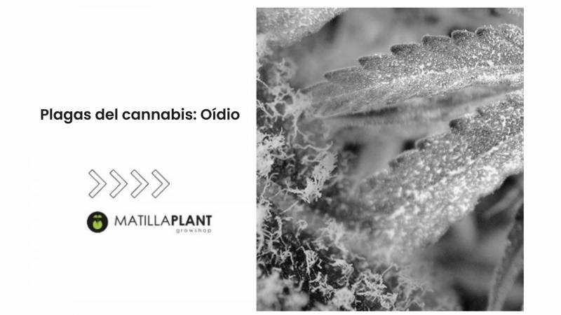 Plagas del cannabis: Oídio