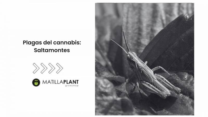 Plagas del cannabis: Saltamontes