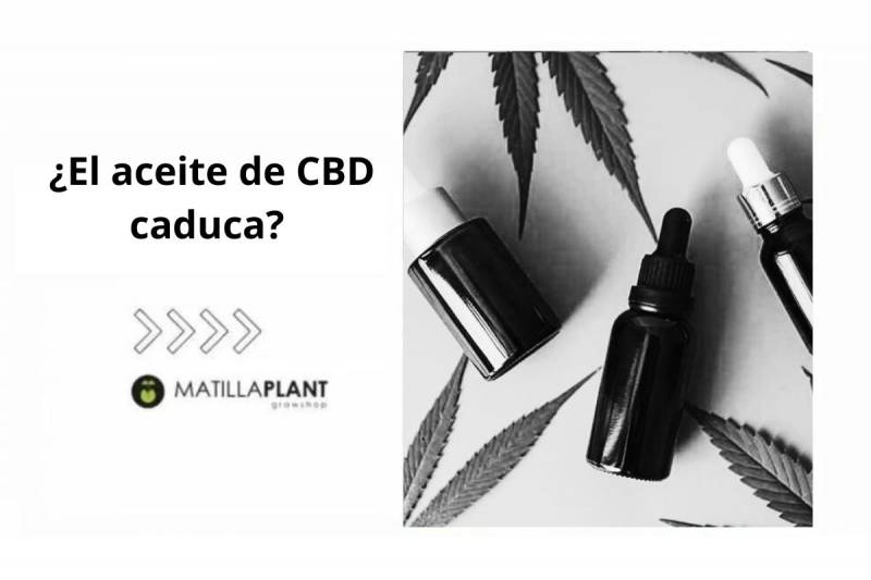 ¿El aceite de CBD caduca? 