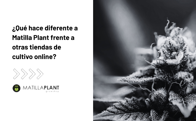 ¿Qué hace diferente a Matilla Plant frente a otras tiendas de cultivo online?