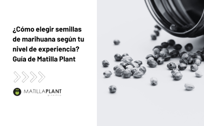 ¿Cómo elegir semillas de marihuana según tu nivel de experiencia? Guía de Matilla Plant