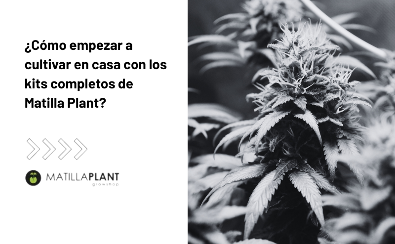 ¿Cómo empezar a cultivar en casa con los kits completos de Matilla Plant?
