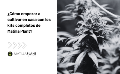 ¿Cómo empezar a cultivar en casa con los kits completos de Matilla Plant?