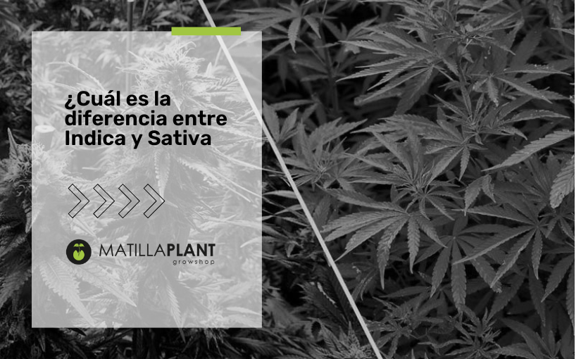 ¿Cuál es la diferencia entre cannabis Índica y Sativa?