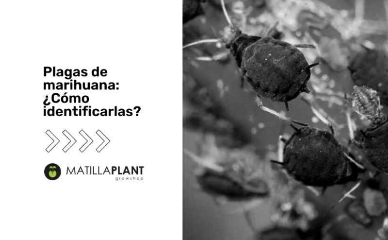 ¿Cómo identificar las plagas de marihuana más comunes?