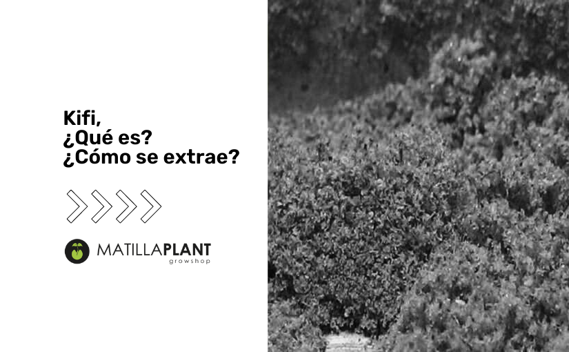 ¿Qué es el kifi y como se extrae