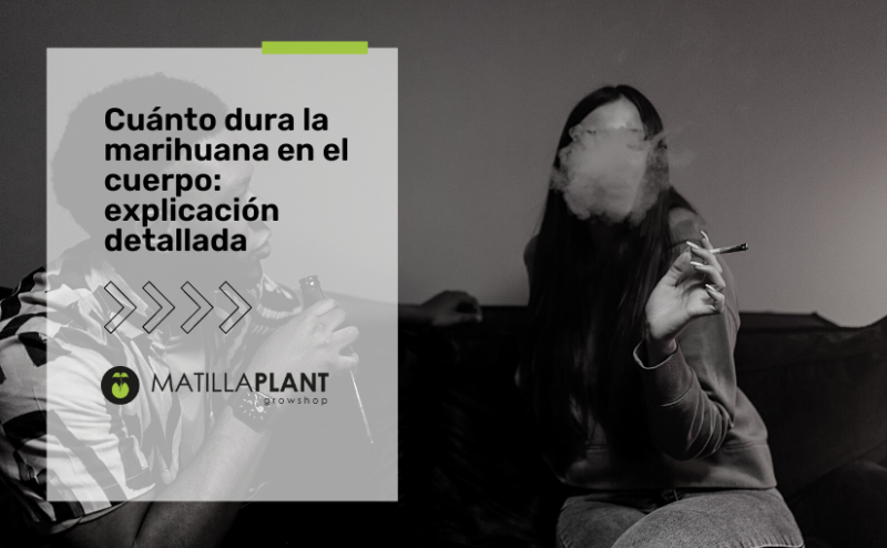 Cuánto dura la marihuana en el cuerpo: explicación detallada